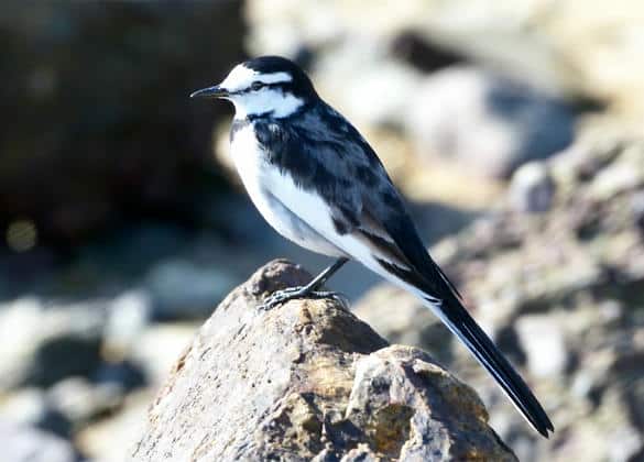 動物図鑑・ハクセキレイ